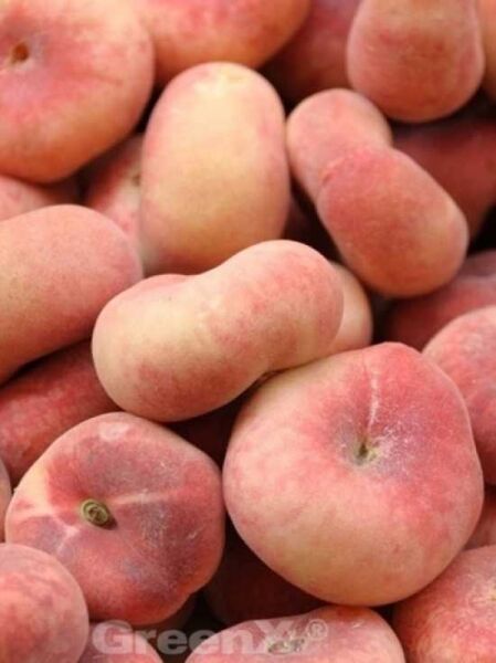 Pfirsich 'Saturn' / Teller-Pfirsich / Prunus persica 'Saturn' / Prunus persica var. platycarpa