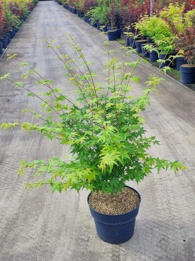Fächer-Ahorn Acer palmatum 'Bi-hoo', 60–80 cm, im C12-Topf mit grünem, gelapptem Laub und aufrechtem Wuchs.