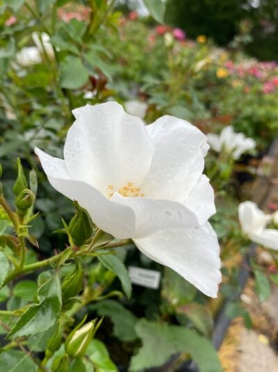 Bodendeckerrose Rosa 'Escimo'® ADR-Rose mit weißer, halbgefüllter Blüte und gelben Staubgefäßen am grünen Trieb