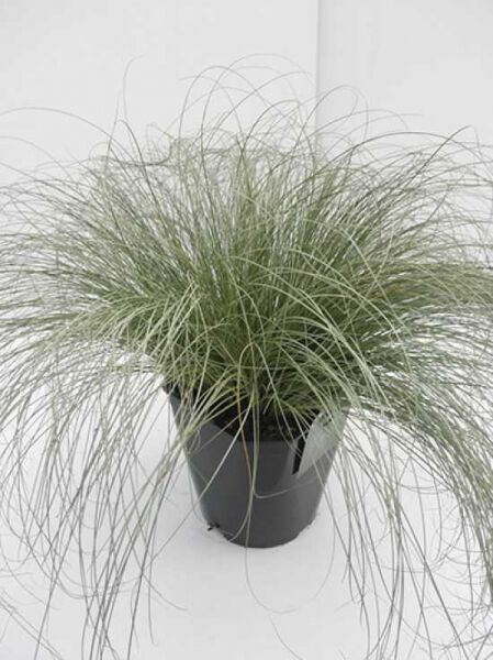 Neuseeland-Segge Carex comans/Carex albula 'Frosted Curls' im Topf C5, horstbildendes Ziergras mit feinen, überhängenden Halmen.