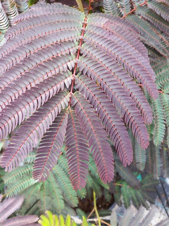 Seidenbaum 'Evey's Pride' - Albizia julibrissin 'Evey's Pride' -  Baumschule NewGarden