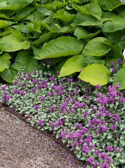 Lamium maculatum 'Pink Pewter' / Silberblatt-Taubnessel 'Pink Pewter' mit silbrig-grünem Laub und pinken Blüten im Teppichwuchs
