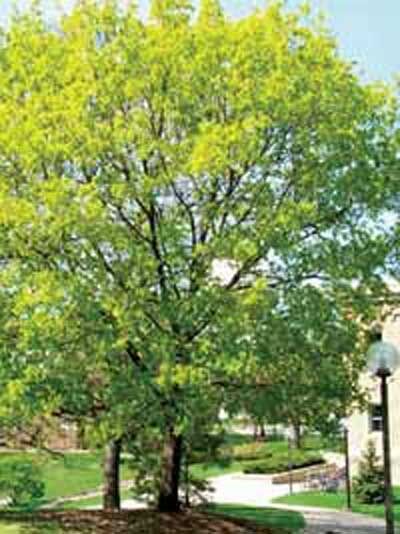Spitz-Ahorn / Acer platanoides