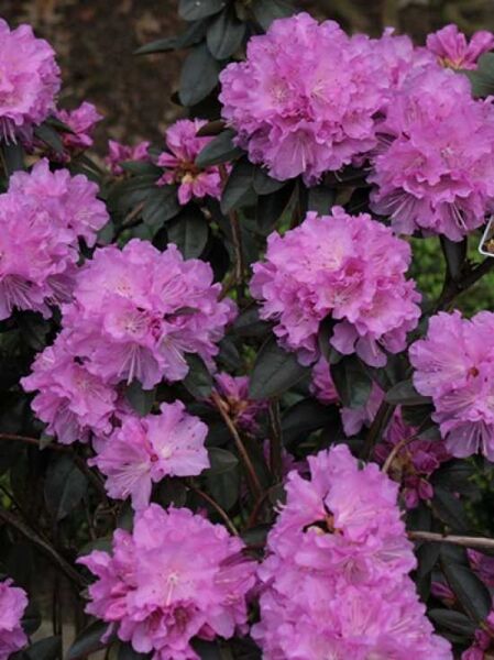 Rhododendron 'P.J.M. Elite' / Rhododendron carolinianum 'P.J.M. Elite'