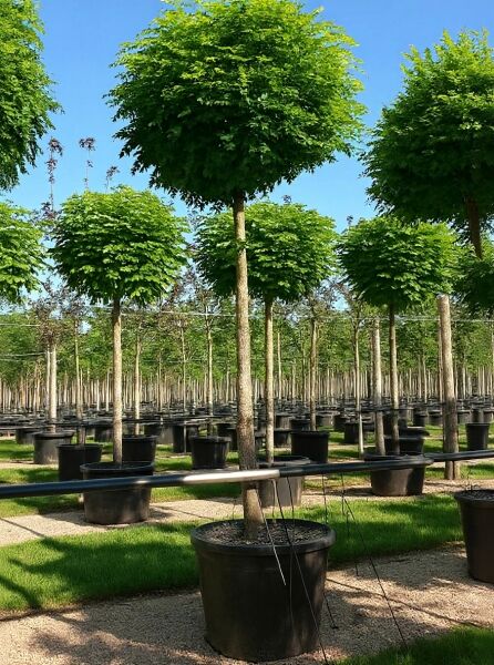 Robinia pseudoacacia 'Umbraculifera' / Kugel-Robinie, Kugel-Akazie im Container, Hochstamm mit kugeliger Krone