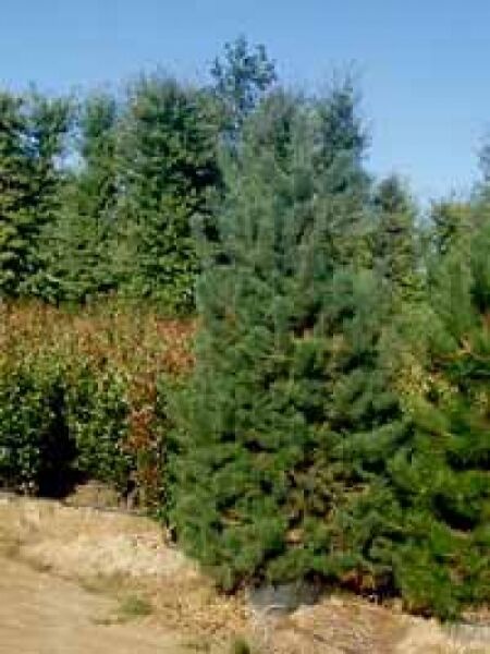 Pinus sylvestris (Gewöhnliche Kiefer) 250–300 cm C150, aufrechter Nadelbaum mit dichtem, grünem Nadelkleid