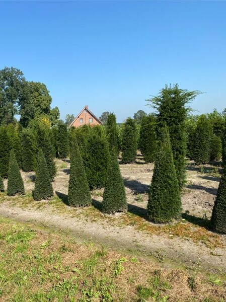 Taxus baccata 'Kegel' / Heimische Eibe 'Kegel', kegel-/säulenförmiger Solitär mit dichtem, dunkelgrünem Nadelkleid.