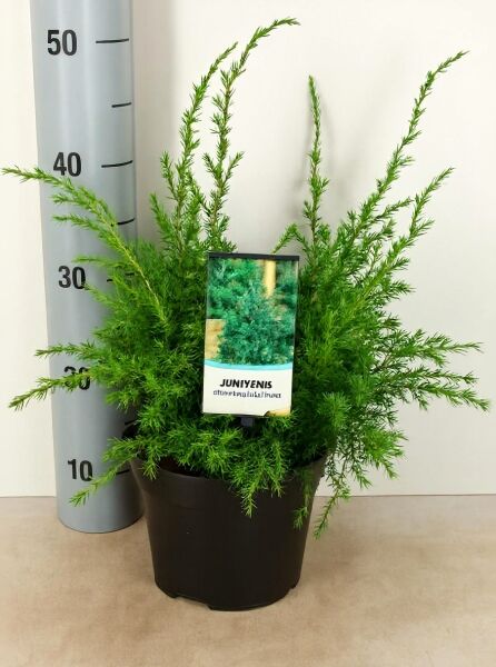 Strauch-Wacholder Juniperus chinensis 'Blue Alps', 30–40 cm, im C3-Topf mit grünem Nadellaub und Etikett
