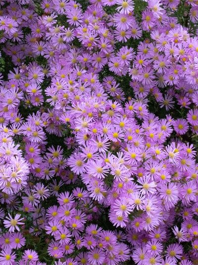 Pringleis-Aster 'Pink Star' / Myrten-Aster 'Pink Star' - Aster pringlei 'Pink Star'