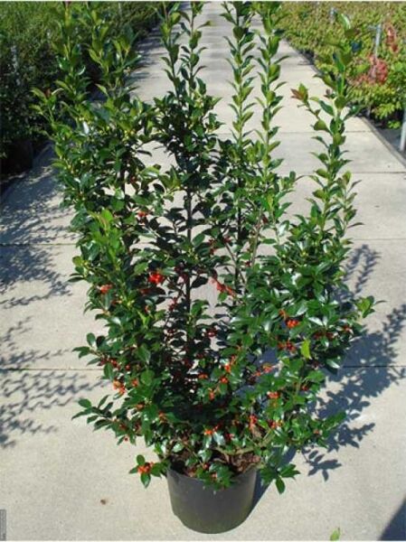 Ilex meserveae 'Blue Maid' / Stechpalme 'Blue Maid' 100-125 cm C12, immergrüner Strauch im Container mit dunkelgrünen Blättern und roten Beeren