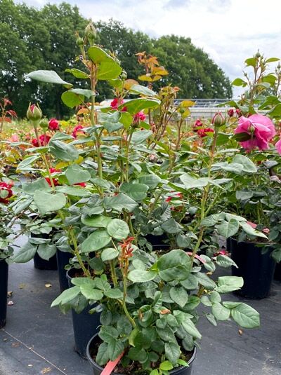 Edelrose „Desirée“ (Rosa ‘Desirée’) C5 im Topf, grünes Laub, rosa Blüte und mehrere Knospen an aufrechten Trieben.
