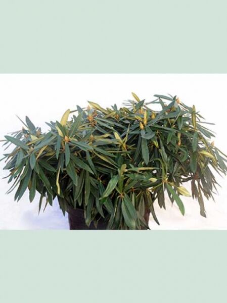 Rhododendron makinoi 'Rosa Perle' (Rhododendron 'Rosa Perle') 70–80 cm breit, Solitär im Topf mit schmalen, grünen Blättern