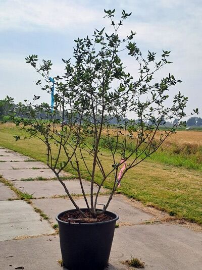 Oster-Schneeball / Duft-Schneeball - Viburnum burkwoodii Schirmform (876231)