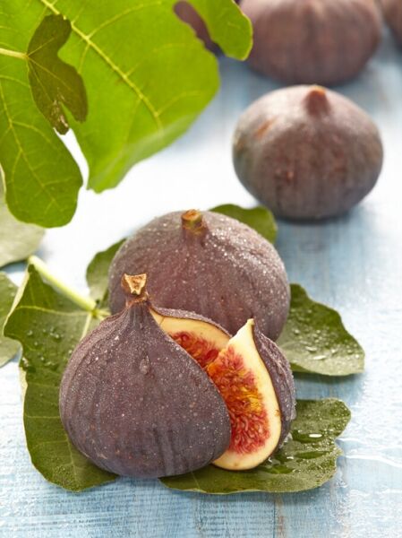 Feige / 'Brown Turkey' / Feige / 'Brown Turkey'