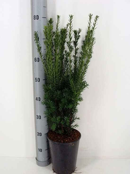 mnnliche Becher-Eibe 'Hillii' - Taxus media 'Hillii' - Baumschule NewGarden