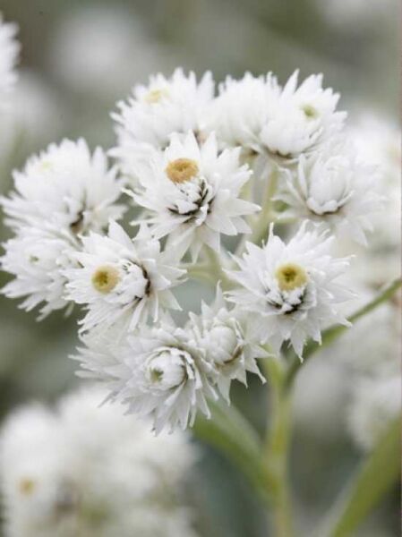 Dreinerviges Perlkörbchen / Dreinerviges Perlkörbchen