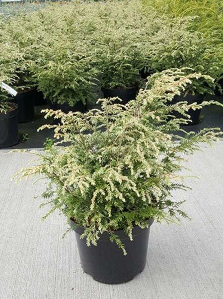 Tsuga canadensis 'Gentsch White' / Hemlocktanne 'Gentsch White' 30–40 cm C7, buschiger Nadelstrauch im Topf mit hellen Triebspitzen
