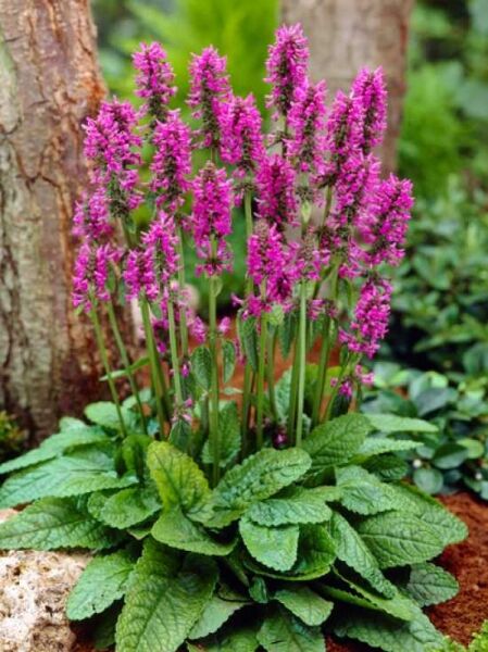 Zottiger Ziest 'Hummelo' / Stachys monnieri 'Hummelo'