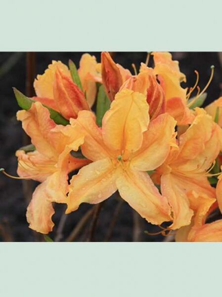 Azalea prinophyllum 'Golden Lights' / Laubabwerfende Azalee 'Golden Lights'