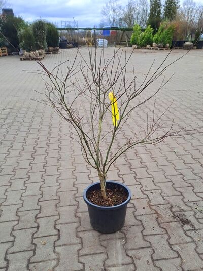 Acer palmatum 'Fireglow' (Roter Fächer-Ahorn), Japanischer Ahorn im Topf, 80-100 cm, C10, mehrtriebig, unbelaubt.