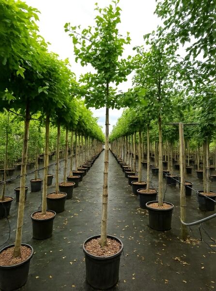 Ginkgo biloba (Ginkgobaum/Fächerblattbaum) Hochstamm 14-16 StU im Container, schlanker Stamm mit grünen Blättern.