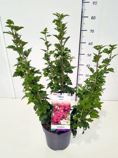 Alpen-Johannisbeere 'Schmidt' / Ribes alpinum 'Schmidt'