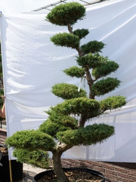 Juniperus media 'Hetzii' H: 230 cm B: 150 cm / Garten-Bonsai (627)