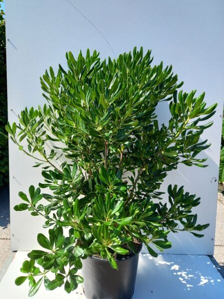 Pittosporum tobira, Chinesischer Klebsame, 100-125 cm im C20-Topf, buschige Pflanze mit glänzend grünen, ovalen Blättern