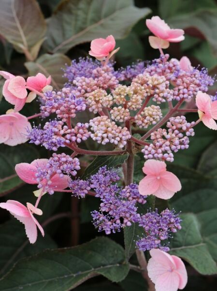 Hydrangea aspera 'Hot Chocolate' ® / Samt-Hortensie 'Hot Chocolate' ® / Samthortensie 'Hot Chocolate' ®