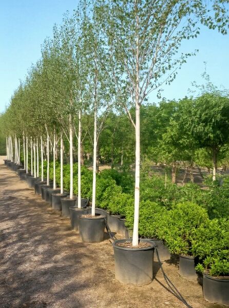 Weißrindige Himalaja-Birke (Betula utilis jacquemontii) Hochstamm 18-20 StU, im Pflanzcontainer, mit weißer Rinde und Krone