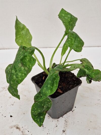 Pulmonaria saccharata 'Dora Bielefeld' / Geflecktes Lungenkraut 'Dora Bielefeld' im P9-Topf mit grün gefleckten Blättern