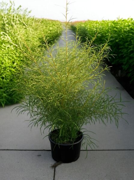 Farnblättriger Faulbaum Frangula alnus 'Asplenifolia' im Container C20, Höhe 80–100 cm, buschiger Strauch mit feinem Laub.