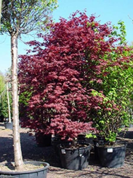 Acer palmatum 'O-kagami' / Japanischer Fächerahorn 'O-kagami'