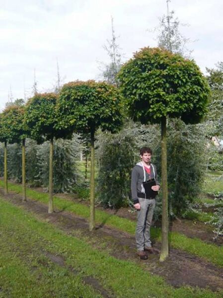 Quercus palustris 'Green Dwarf' / Kugelsumpfeiche 'Green Dwarf' mit kugeliger Krone am Stamm in Baumschule (ca. 225 cm)