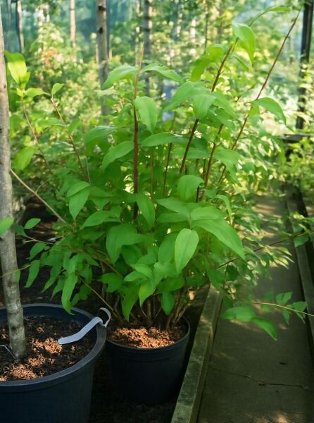 Deutzia hybrida 'Mont Rose' / Deutzie 'Mont Rose' 80-100 cm C12, grüner Strauch mit mehreren Trieben im Topf.