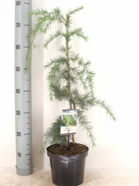 Cedrus deodara 'Pendula' (Hänge-Himalaja-Zeder) 50–60 cm im C3-Topf, junges Nadelgehölz mit überhängenden Zweigen.