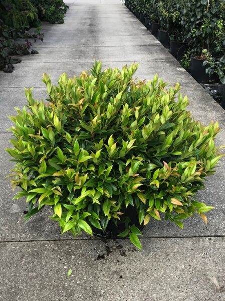 Traubenheide 'Zeblid' / Leucothoe axillaris 'Zeblid'