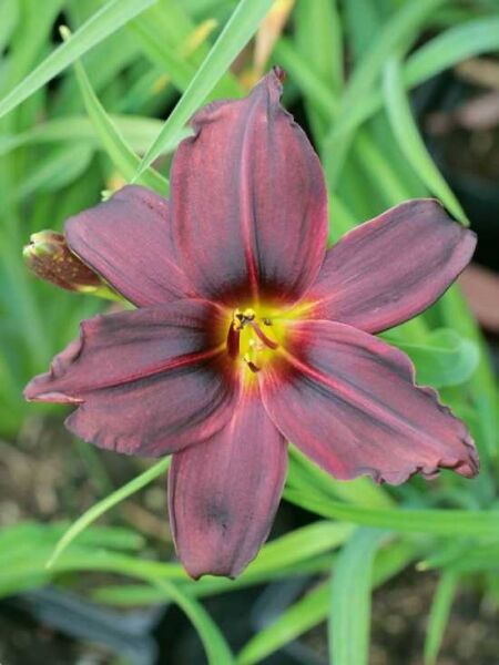 Hemerocallis cultorum 'American Revolution' / Taglilie