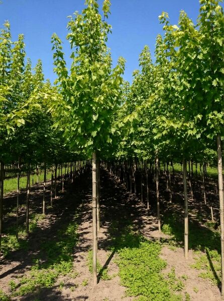 Silber-Ahorn (Acer saccharinum) Hochstamm 12-14 StU mit Drahtballierung, Baumreihe in Baumschule mit grünem Laub.