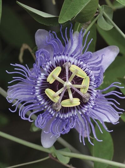 Passionsblume 'Purple Haze' / Passiflora 'Purple Haze'