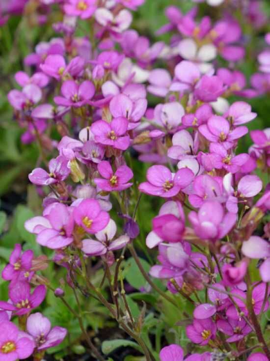 Gänsekresse 'Rosea' / Arabis caucasica 'Rosea' kaufen