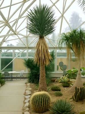 Stamm-Palmlilie - Yucca glauca - Baumschule NewGarden