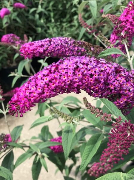 Buddleja davidii 'Miss Ruby' / Sommerflieder 'Miss Ruby'