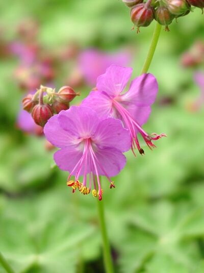 Balkan-Storchschnabel 'Prionia' - Geranium macrorrhizum 'Prionia'