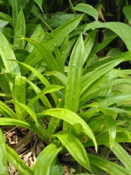 Breitblatt-Segge / Wegerich-Segge / Carex plantaginea