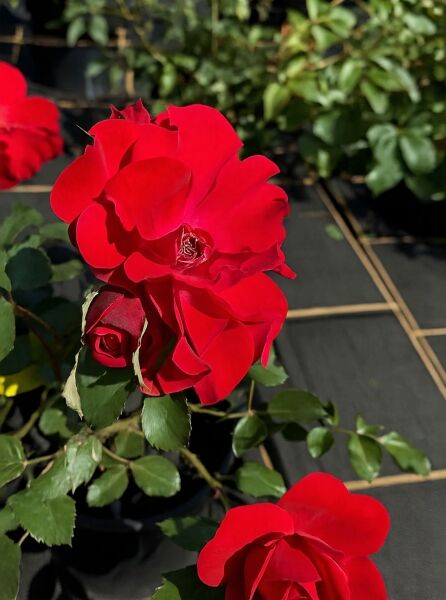 Strauchrose Rosa 'Roter Korsar'®, rote offene Blüte und Knospe am Trieb mit grünem Laub