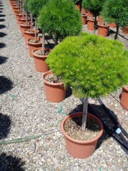Pinus nigra 'Brepo' / Kugel-Schwarzkiefer