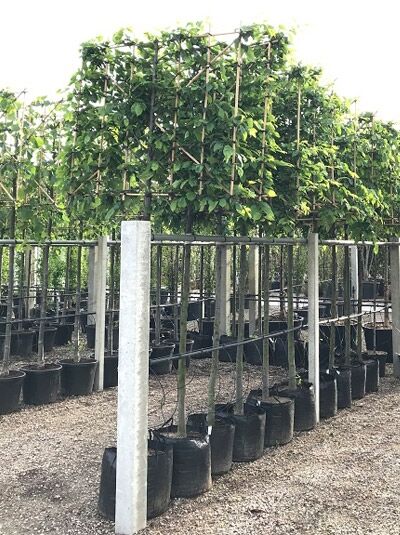 Hainbuche H: 120 cm B: 150 cm (Stamm 200 cm) / Carpinus betulus 'Spalier'