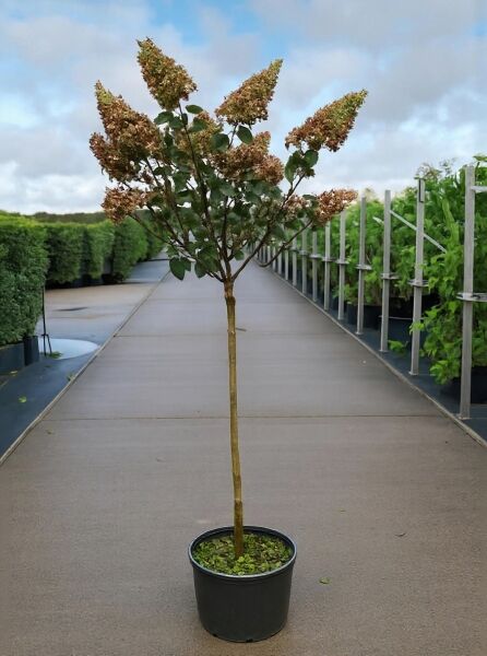 Rispen-Hortensie 'Kyushu' (Hydrangea paniculata 'Kyushu') 100 cm Stamm C12 im Topf mit Rispenblüten und grünem Laub.