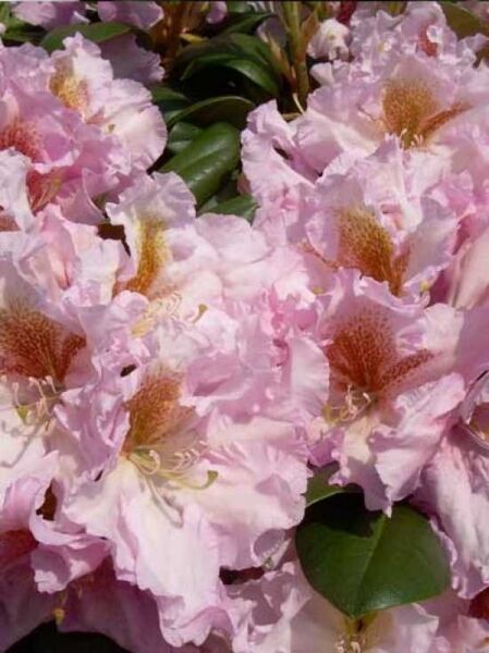 Rhododendron 'INKARHO Janet Blair' / Rhododendron Hybride 'INKARHO Janet Blair'